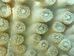 Duncanopsammia peltata