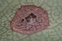 Ruptoseptoria unedonis