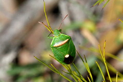 Ocirrhoe unimaculata