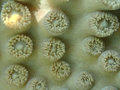 Duncanopsammia peltata