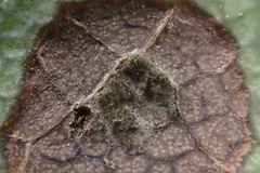 Ruptoseptoria unedonis