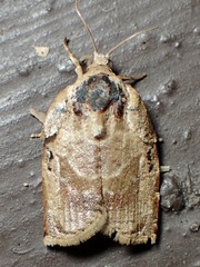 Homona