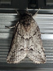 Nycteola polycyma