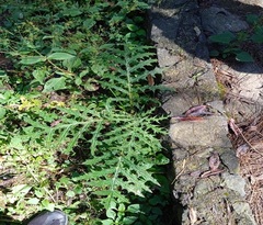 Cirsium subcoriaceum
