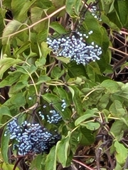 Sambucus cerulea