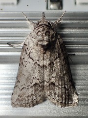 Nycteola polycyma