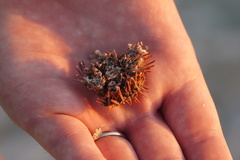 Lytechinus variegatus