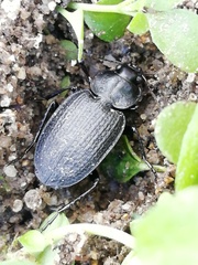 Licinus