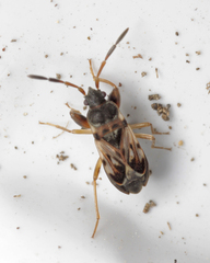 Scolopostethus affinis