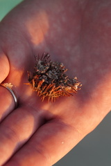 Lytechinus variegatus