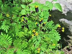 Tagetes foetidissima