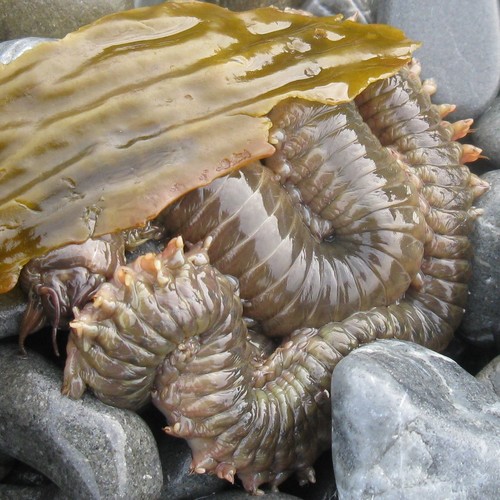 Perinereis amblyodonta