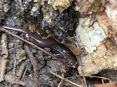 Plethodon