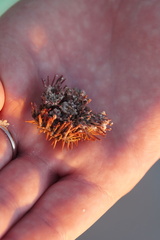 Lytechinus variegatus