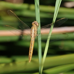 Crocothemis nigrifrons