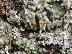 Itoplectis conquisitor