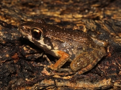 Pulchrana