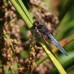 Crocothemis nigrifrons