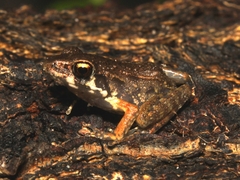 Pulchrana