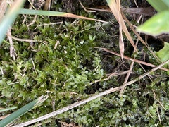 Plagiomnium cuspidatum