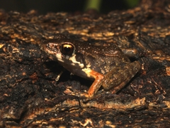 Pulchrana