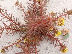 Quinchamalium chilense