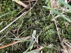 Plagiomnium cuspidatum