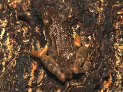 Pulchrana