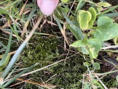 Plagiomnium cuspidatum