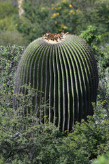Echinocactus platyacanthus