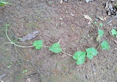 Microsechium helleri