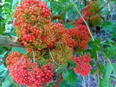 Urera caracasana