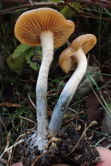 Psilocybe cyanescens