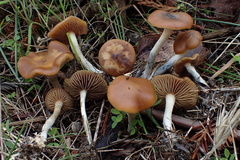 Psilocybe cyanescens