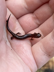 Plethodon