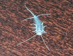 Ctenolepisma longicaudatum