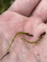 Plagiomnium cuspidatum