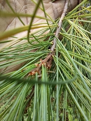 Pinus strobus