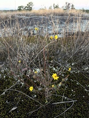 Helianthus porteri