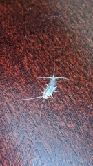 Ctenolepisma longicaudatum