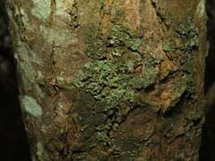 Phaeophyscia rubropulchra