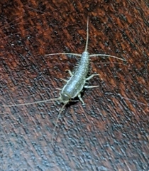 Ctenolepisma longicaudatum