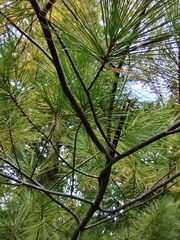 Pinus strobus