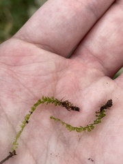 Plagiomnium cuspidatum