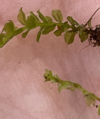Plagiomnium cuspidatum