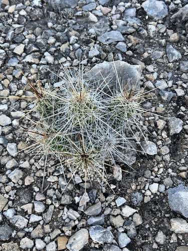 Echinocereus enneacanthus