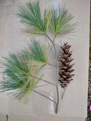 Pinus strobus