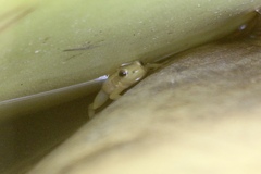 Anomaloglossus beebei