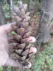 Pinus strobus