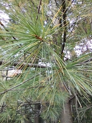 Pinus strobus